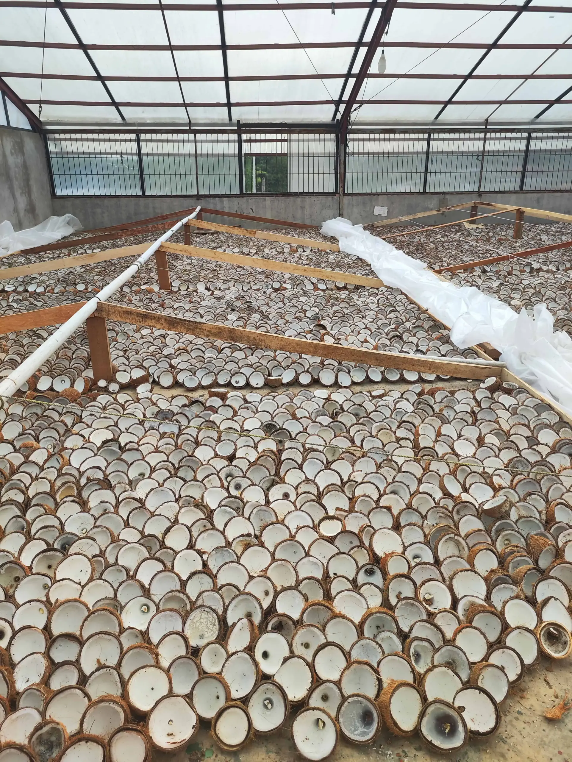 Coconut halves drying in a covered facility