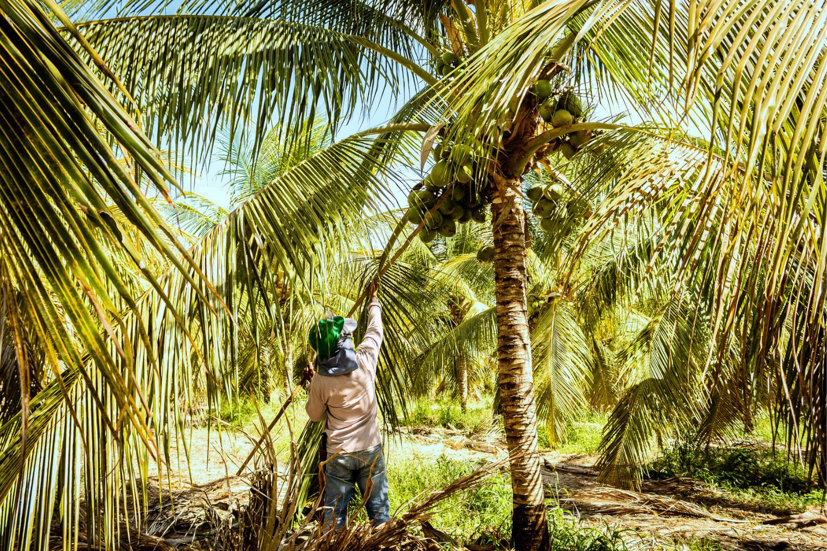 Coconut harvest in Indonesia